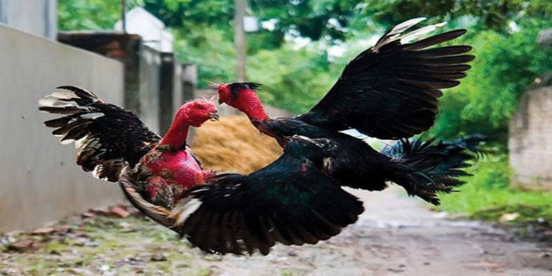 Bật Mí Bí Quyết Chơi Đá Gà Jun88 Hiệu Quả Nhất 5 solana.memechan.gg